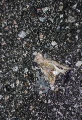 Pseudacris cadaverina