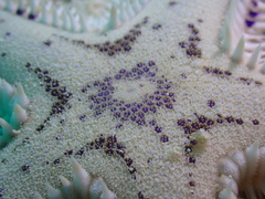 Astropecten andersoni