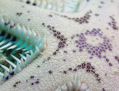 Astropecten andersoni