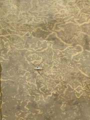 Limnogonus fossarum
