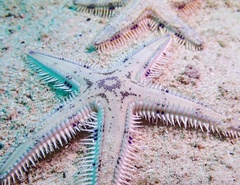 Astropecten andersoni
