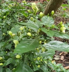 Justicia campylostemon