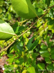 Glochidion littorale