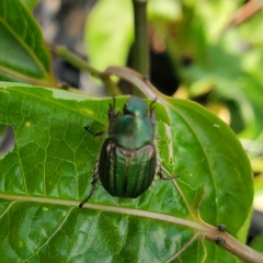 Anomala octiescostata