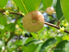 Glochidion littorale