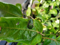 Anomala octiescostata