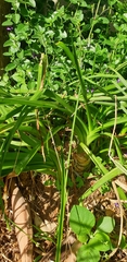 Albuca nelsonii