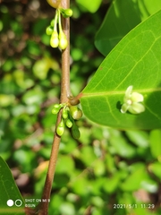 Glochidion littorale