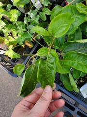 Anomala octiescostata