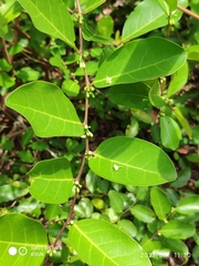 Glochidion littorale