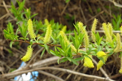 Salix nipponica