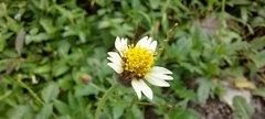 Tridax procumbens