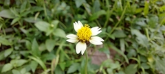 Tridax procumbens