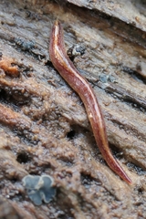 Australopacifica spectabilis