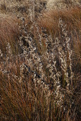 Berkheya onobromoides