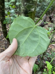 Streptothamnus moorei