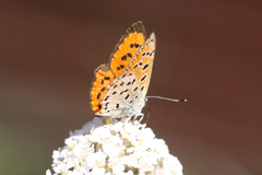 Lycaena cupreus
