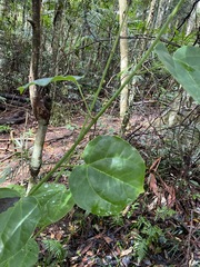 Streptothamnus moorei