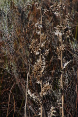 Berkheya onobromoides