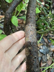 Streptothamnus moorei