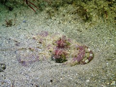 Thysanophrys cirronasus