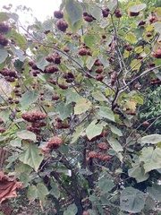 Dombeya wallichii