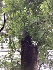 Senna siamea