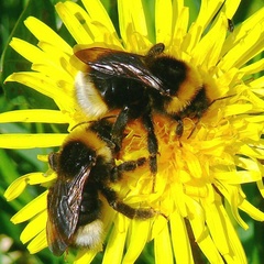 Bombus vestalis
