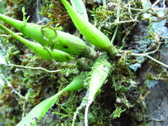 Prosthechea ochracea