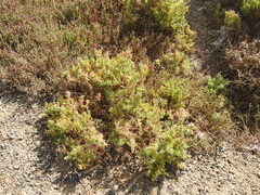 Enchylaena tomentosa