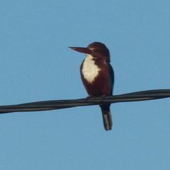 Halcyon smyrnensis