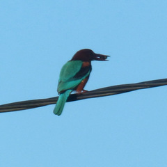 Halcyon smyrnensis