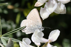 Satyrium semiluna