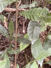 Melicope pteleifolia