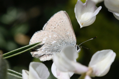 Satyrium semiluna