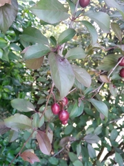 Prunus