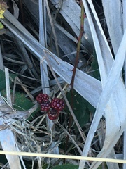 Rubus affinis