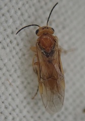Hoplocampa