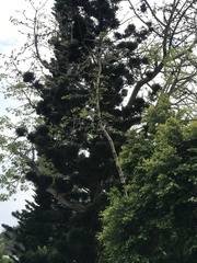 Araucaria columnaris