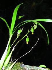 Prosthechea ochracea