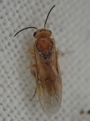 Hoplocampa