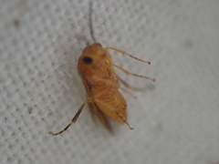 Hoplocampa