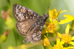 Erynnis propertius