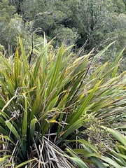 Phormium cookianum hookeri