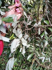 Monanthotaxis caffra