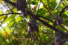 Hypsignathus monstrosus