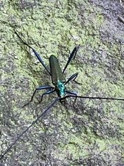 Chloridolum taiwanum