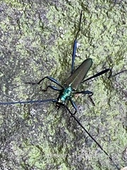 Chloridolum taiwanum