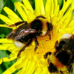 Bombus vestalis
