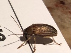 Colaspis pini